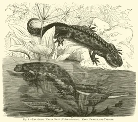 Le grand triton crêté (Triton cristatus), mâle, femelle et têtard
