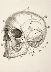 Le crâne humain