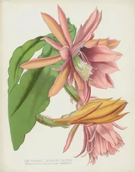 Le Cactus Crénelé Hybride, Phyllocactus Speciosissimo-Crenatus