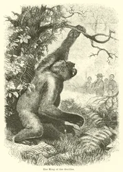 Le roi des gorilles