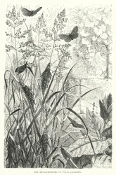 Les Métamorphoses de Psyche graminella