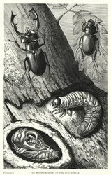 Les Métamorphoses du Cerf-Volant