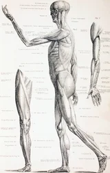 Les muscles du corps humain