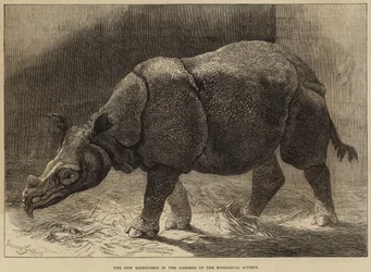 Le nouveau rhinocéros dans les jardins de la Société zoologique