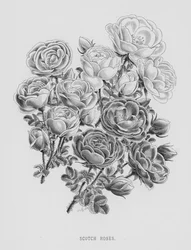 Le Jardin des Roses : Roses Écossaises