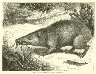 Le tanrec, Centetes ecaudatus