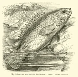 Le soi-disant poisson grimpeur, Anabas scandens