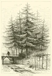 Les arbres et leurs usages, le mélèze