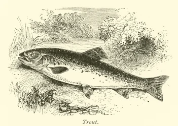 Truite