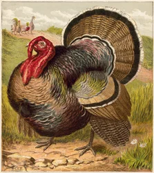 Turquie