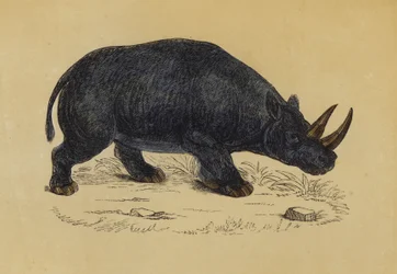 Rhinocéros à deux cornes