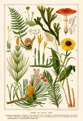 Types de vie végétale (lithographie en couleur)