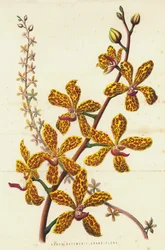 Vanda Batemanii Grandiflora