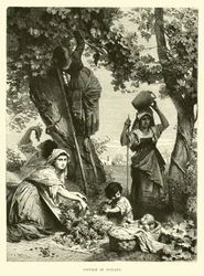 Vendanges en Toscane
