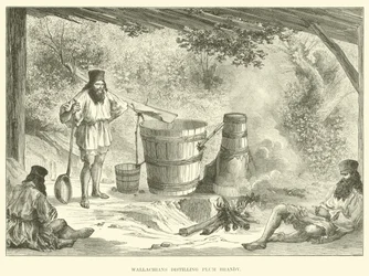 Valaques distillant de l