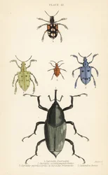 Charançons et coléoptères : Curculio latreillii 1, Curculio sexdecempunctatus 2, Trichaptus mutillarius 3, Pissodes castaneus 4 et Calandra heros 5