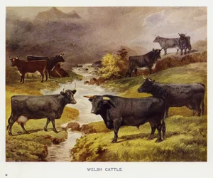 Bétail gallois
