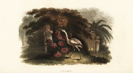 Cigogne blanche, Ciconia ciconia, jouant à cache-cache avec des enfants dans un jardin