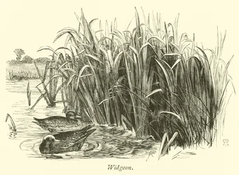 Canards siffleurs