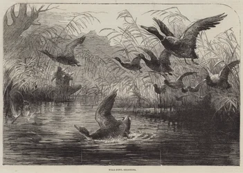 Chasse aux oiseaux sauvages (gravure)