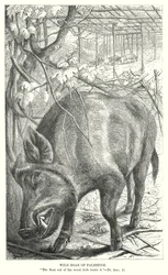 Sanglier de Palestine (gravure)