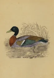 Canard sauvage