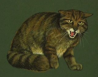 Chat sauvage