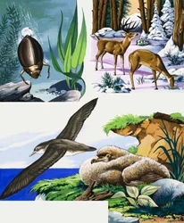 Montage de la faune