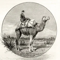 Femme sur un chameau en Australie, vers 1880, de 