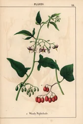 Douce-amère aux fleurs violettes et aux baies rouges, tirée de « The Instructive Picturebook, or Lessons from the Vegetable World », [Charlotte Mary Yonge], Édimbourg