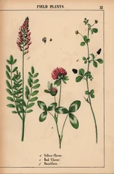Trèfle jaune, trèfle rouge et sainfoin, de "The Instructive Picturebook, or Lessons from the Vegetable World," [Charlotte Mary Yonge], Édimbourg