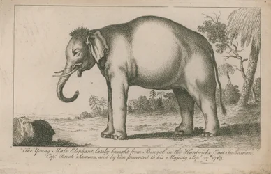 Jeune éléphant mâle