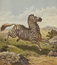 Zèbre