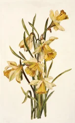 Nature morte, jonquilles