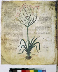 Herbier de Dioscoride (miniature)
