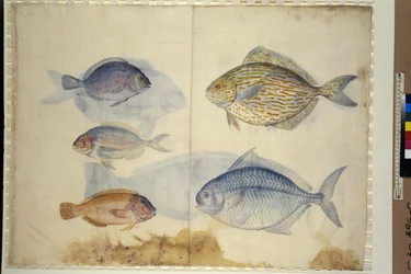 Pleine page : représentation de cinq espèces de poissons, vers 1562-1580 (aquarelle sur papier)