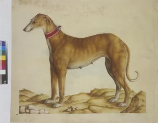 Pleine page : miniature : chien, vers 1562-1580 (aquarelle sur papier)
