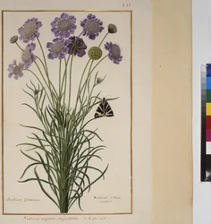 Pleine page : étude de plantes, vers 1650-75