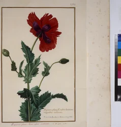 Pleine page : étude de plantes, vers 1650-75