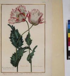 Pleine page : étude de plantes, vers 1650-75
