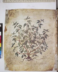 foll. 12v-387r "Herbier de Dioscoride". Pleine page : étude de la plante et texte ...