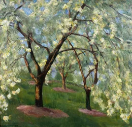 Cerisier en fleurs dans le jardin à Lysaker