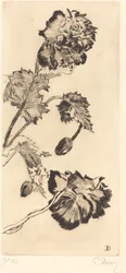 Fleurs