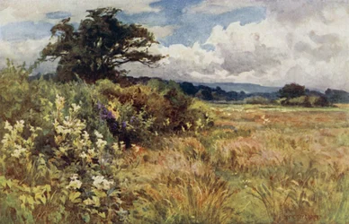 Terrain Élevé