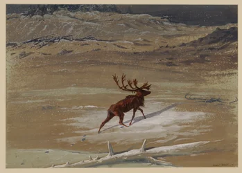 Cerf, 1871