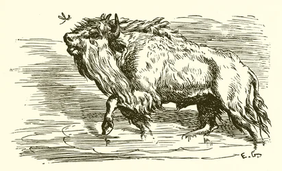 Le Moucheron et le Taureau