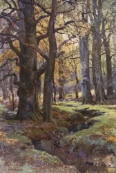 Dans Mallard Wood