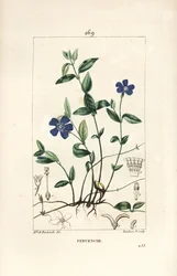 Petite pervenche