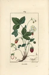 Fraise cultivée - Fraise, Fragaria ananassa, montrant fleur, feuille, fruit mûr, racines et section à travers le fruit