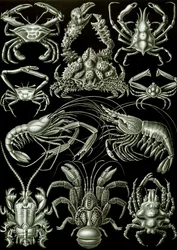 Exemples de Décapodes 